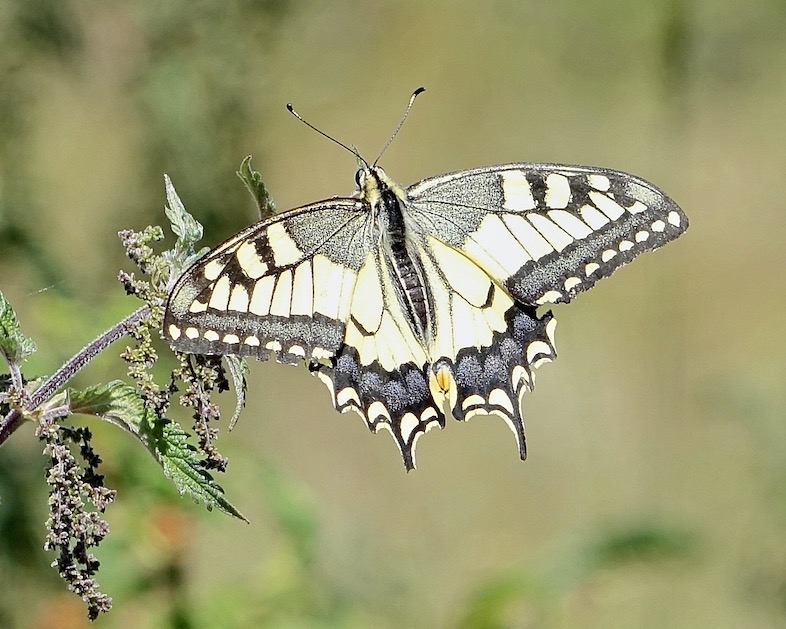 swallowtail